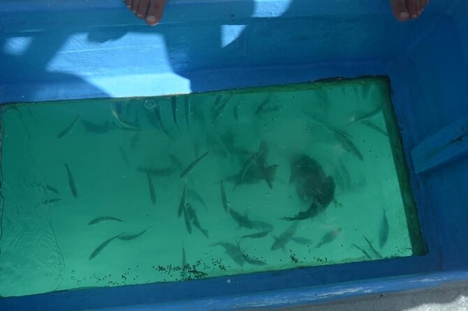 3 hrs Glass Boat Tour in Punta Cana - Stop 1 at Bavaro Beach: Dolphin Time in 15 Minutes