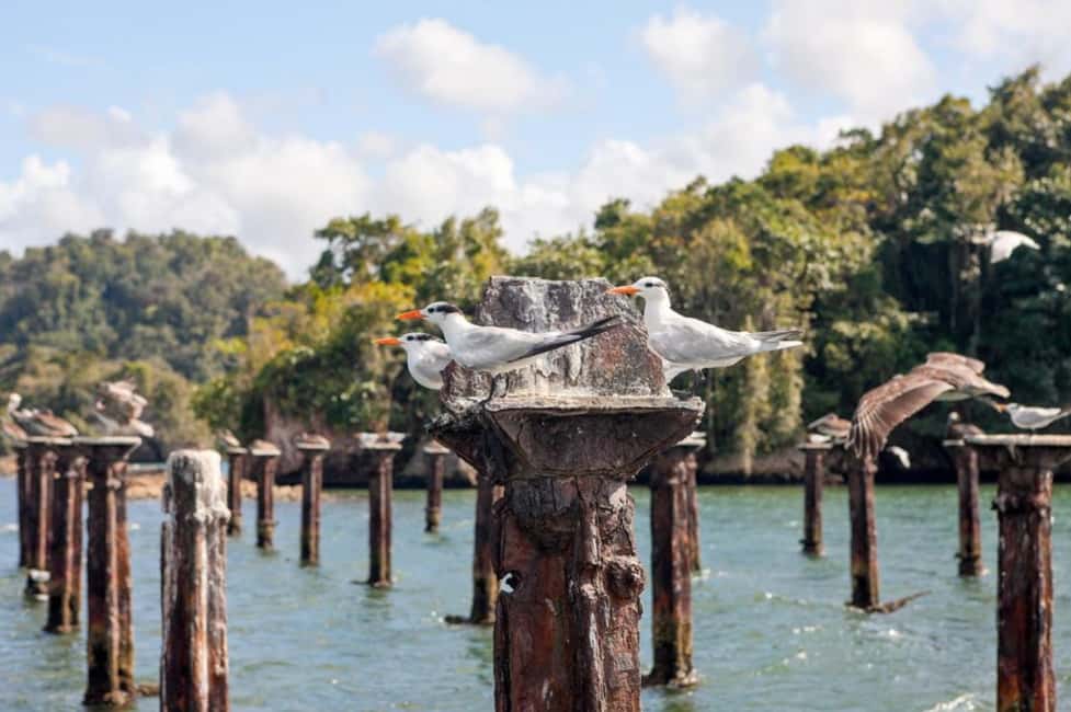 4in1: Los Haitises+ Kayaking+ Natural Pools+ Montana Redonda - Key highlights at a glance