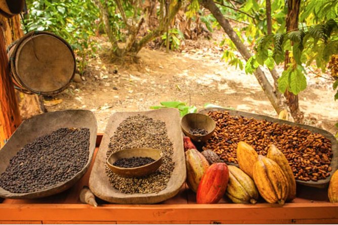 4x4 Dominican Adventure with Chocolate and Coffee Tasting - Getting There: Pickup, Check-In, and Small-Group Reality