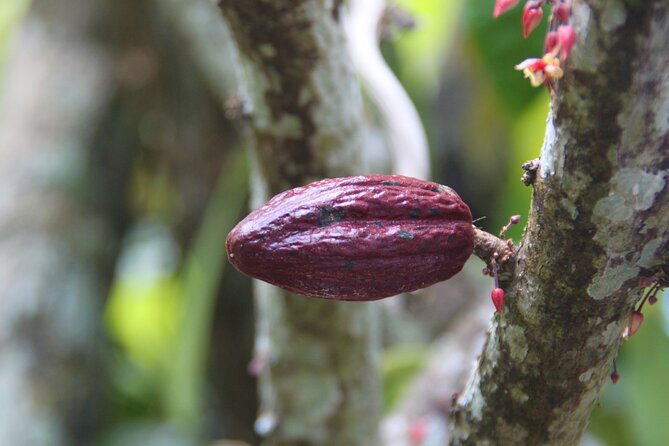 5 Tours of Jungle and Dominican Culture with Lunch - El Punto by the river: Dominican buffet lunch plus fresh-water swimming