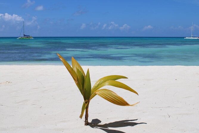 A Magical Day on Saona Island - Open bar and Dominican buffet lunch: included, so plan your day around it