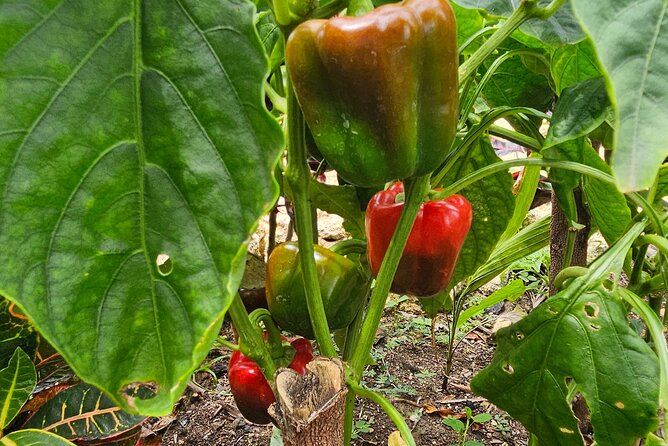 Buggy, horse and plantation ranch - Entering The Macao Ranch: A Hands-On Dominican Food Story