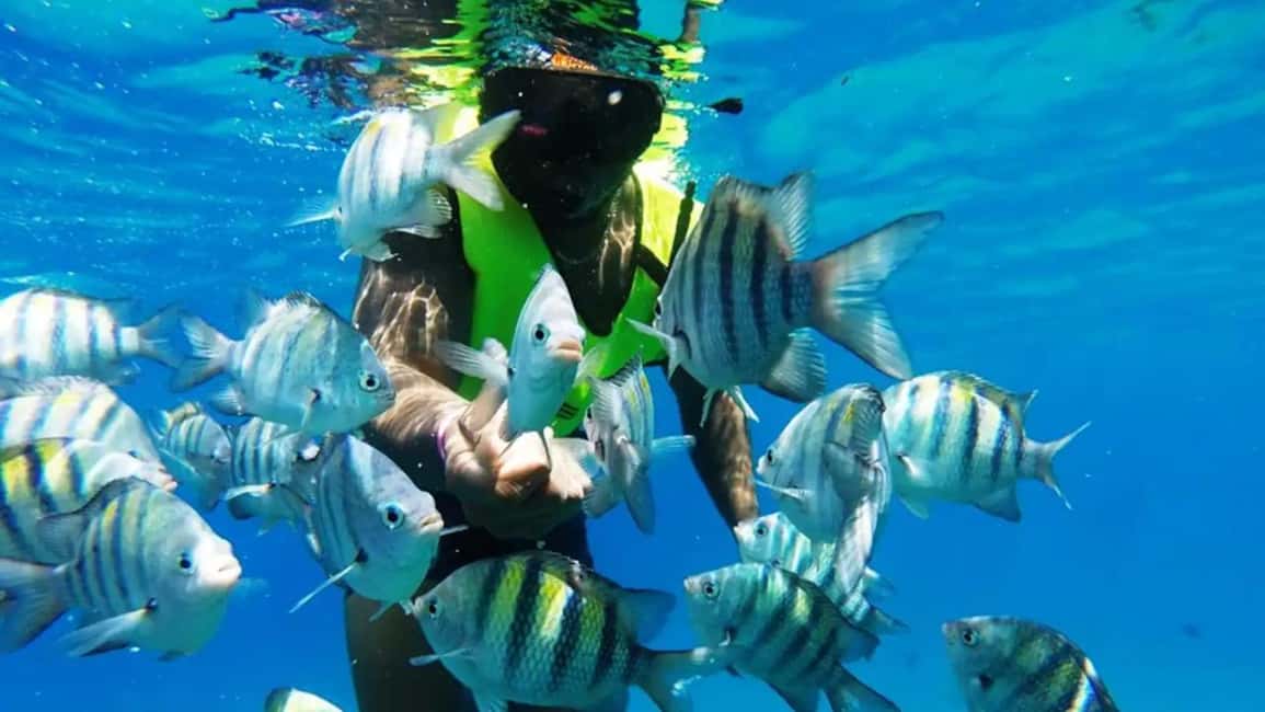 Catalina Island: Day Trip - Best Snorkeling! - Key Points Before You Go
