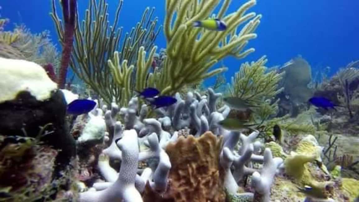 Catalina Island: Day Trip - Best Snorkeling! - Stop 1 at The Wall: Reef-Top Snorkeling With Big Scenery
