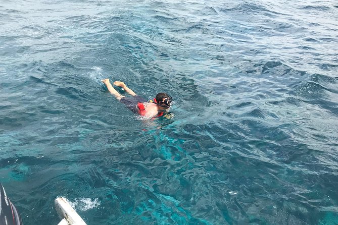 Catalina Island DayTrip + Great Snorkeling - Price Check: What You’re Actually Paying For at $90