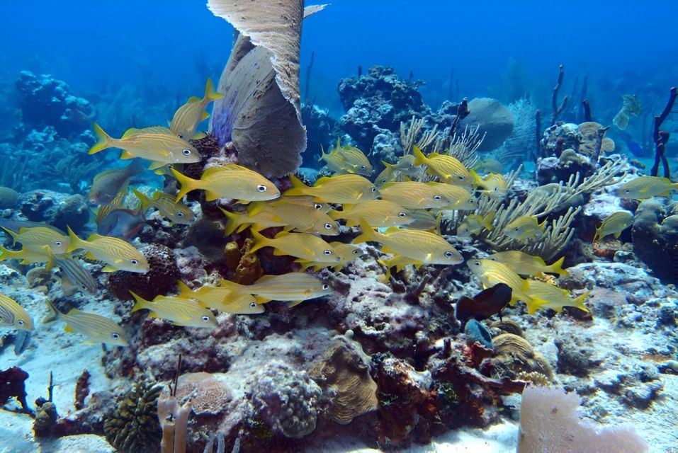 Catalina Island Full-Day Snorkeling + Lunch from Punta Cana - Catalina Island schedule: sightseeing, lunch, aperitif, and beach time