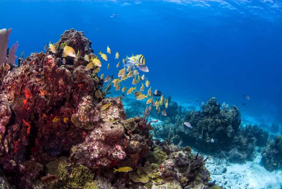 Catalina Island Full-Day Snorkeling + Lunch from Punta Cana - Price and logistics: is $98 good value for this day trip?