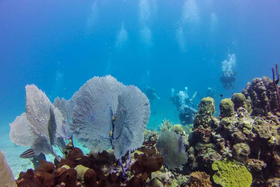 Catalina Island Scuba Diving Tour from Punta Cana - Catalina Island Private Beach BBQ: Where the Day Really Relaxes