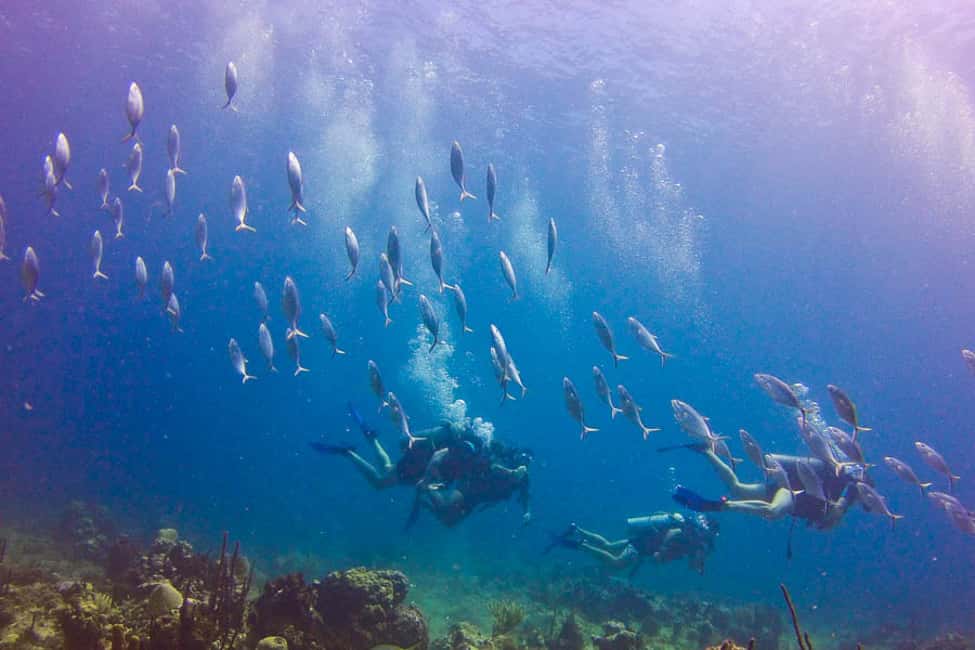 Catalina Island Scuba Diving Tour from Punta Cana - Snorkeling Off the Beach: Use the Included Gear Smartly