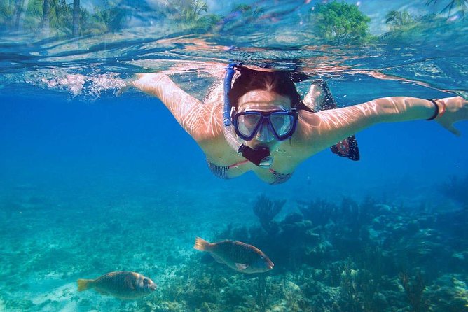 Catalina Island & Snorkeling Tour - Aquarium Stop After Lunch: Optional Underwater Activity