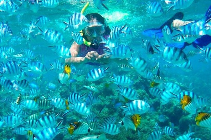 Catamaran Catalina Island Day Trip with Lunch - Snorkeling at The Wall: what you should plan for