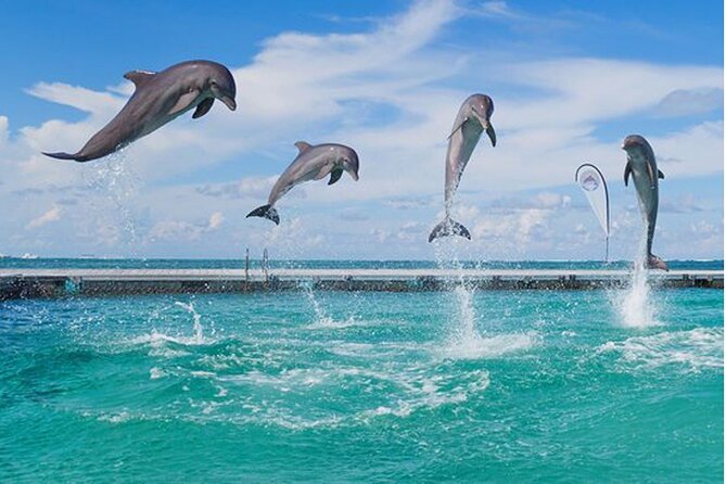 Catamaran Party in Punta Cana with Unlimited Drinks - What the guides do for the group mood