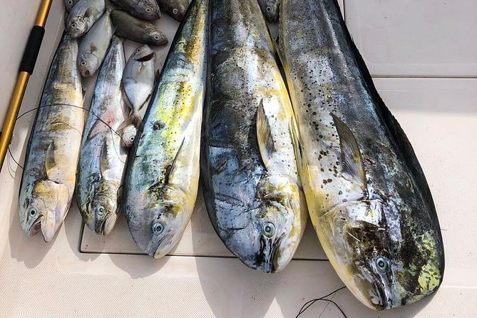 Deep Sea Fishing Tour - Who this tour is best for in Punta Cana