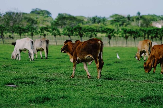 Dominican Republic Cultural Country Safari Tour from Punta Cana - The Driver and Guide: The Part That Makes It Feel Real