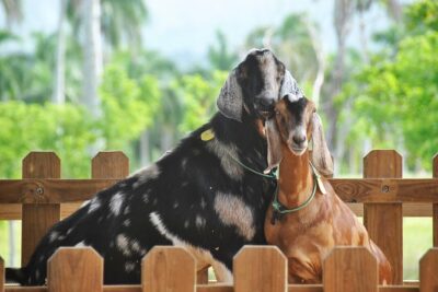 Eco Park Punta Cana by Marinarium Parks - Animal encounters: feeding, petting, and farm interactions