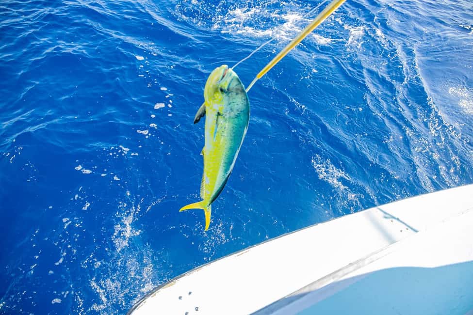 From Punta Cana: Deep Sea Fishing Tour by Boat with Drinks - Gear, Bait, and the Crew’s Job: Getting You to Actually Fish