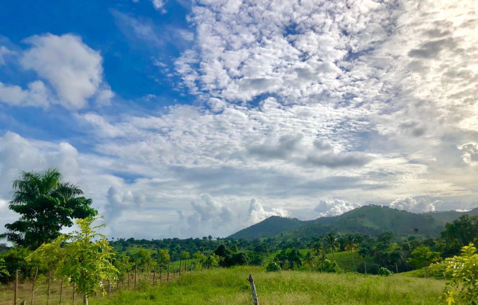 From Punta Cana: Jungle Buggy Adventure to Anamuya River - Staring at the Anamuya jungle: how the ride actually feels