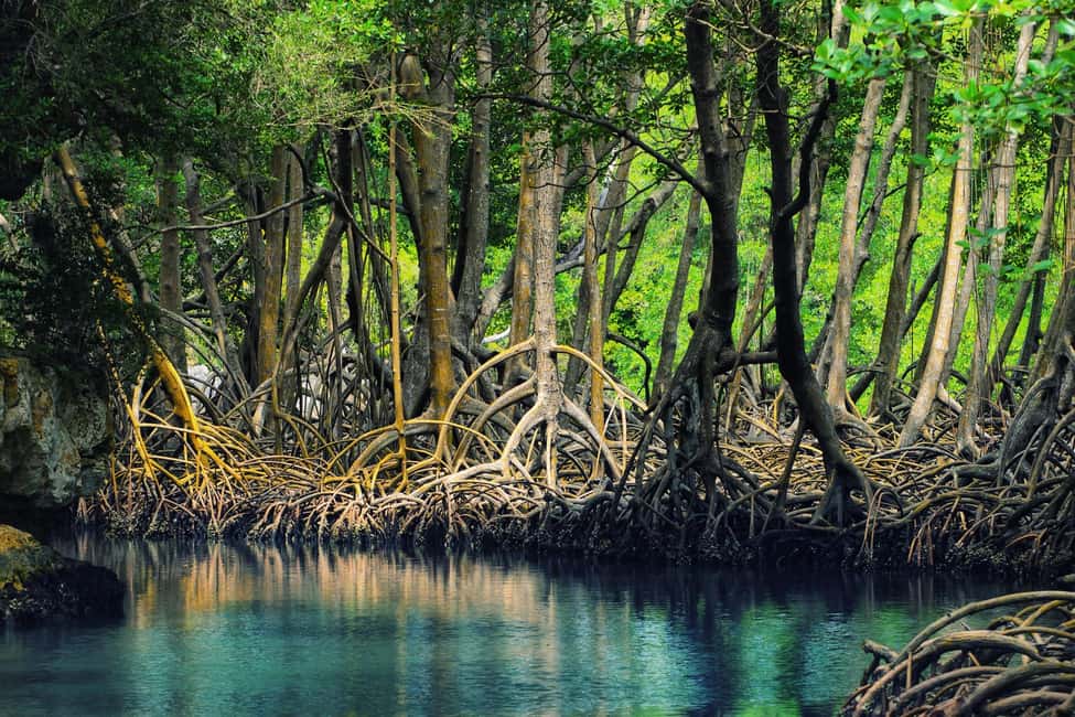 From Punta Cana: Los Haitises Guided Day Tour - How the Day Shapes Up From Punta Cana (6:30 am to 4:30–6:30 pm)