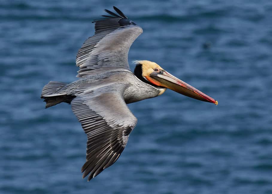 From Punta Cana: Los Haitises Guided Day Tour - Boat Time in Los Haitises: Caño Hondo and San Lorenzo Bay