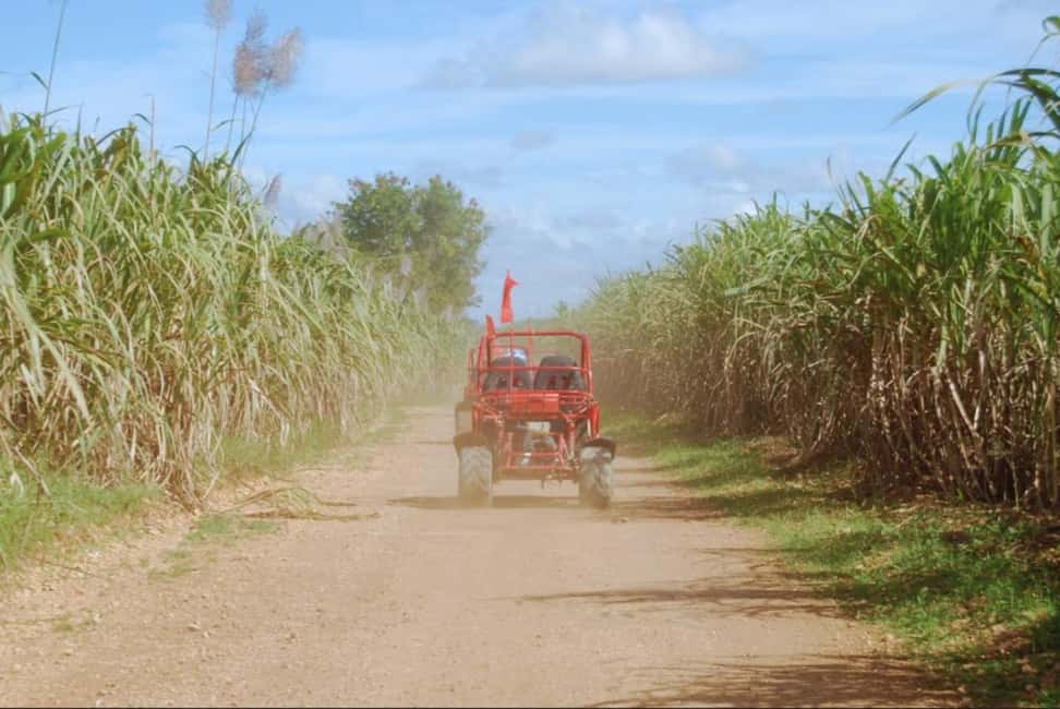 From Punta Cana or La Romana: Sugarcane Fields Buggy or Quad - The sugarcane field stop: what you’ll likely learn and taste