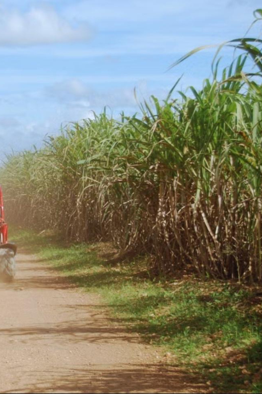 From Punta Cana or La Romana: Sugarcane Fields Buggy or Quad - Price and what’s included: does $45 actually cover the day?