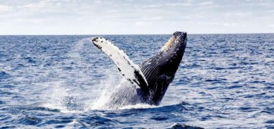 From Punta Cana: Samana and Bacardi Island Cruise and Tour - La Cañita Boat Ride and Samaná Bay Whale Time