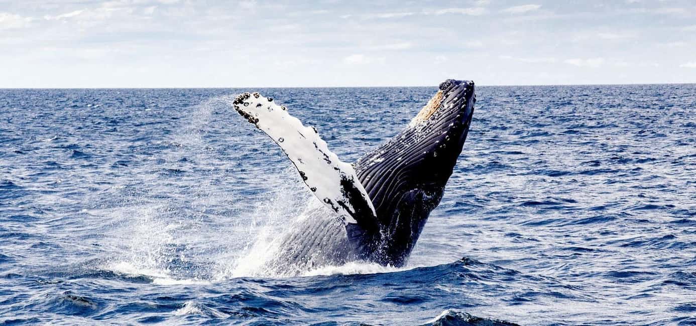 From Punta Cana: Samana and Bacardi Island Cruise and Tour - La Cañita Boat Ride and Samaná Bay Whale Time