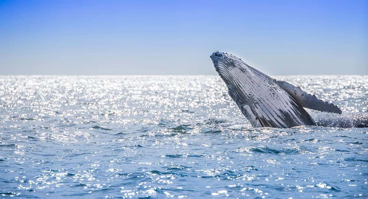 From Punta Cana: Samana Bay Whale-Watching Cruise with Lunch - Who this tour suits best