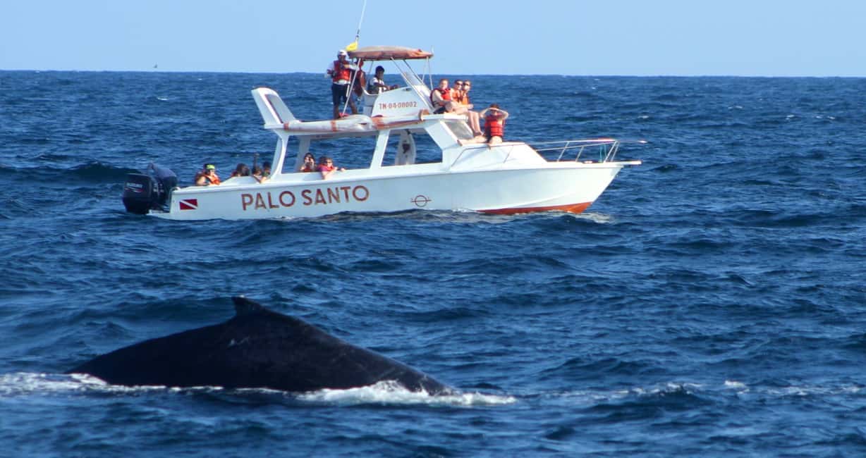 From Punta Cana: Samana Bay Whale-Watching Cruise with Lunch - Getting from Punta Cana to Samaná Bay in one long day