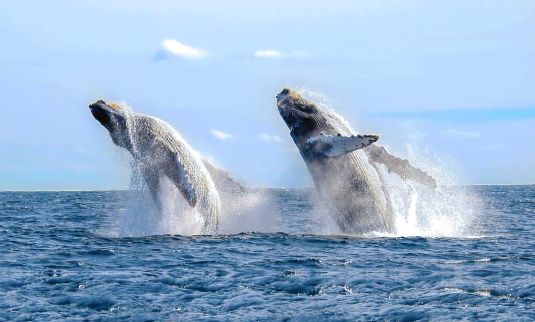 From Punta Cana: Samana Bay Whale-Watching Cruise with Lunch - Where you sit matters more than you think