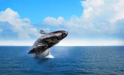 From Punta Cana: Samana Bay Whale-Watching Cruise with Lunch - Samana Bay whale-watching: humpbacks, breaches, and whale song