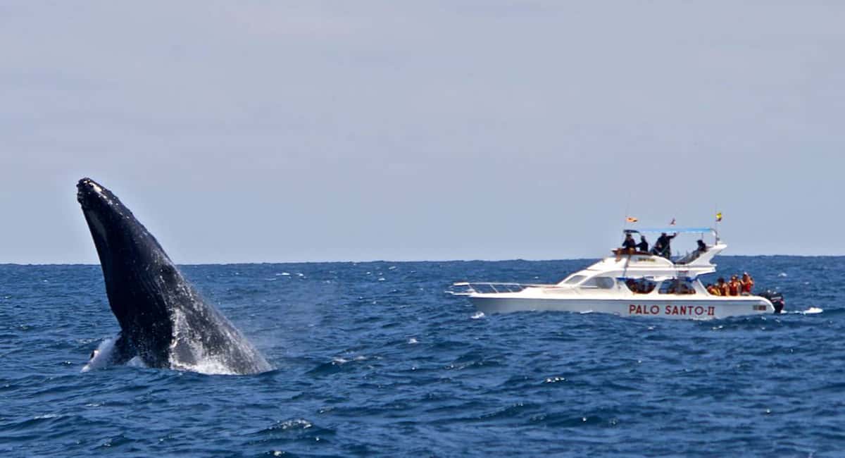 From Punta Cana: Samana Bay Whale-Watching Cruise with Lunch - The island stop: Cayo Levantado and beach lunch