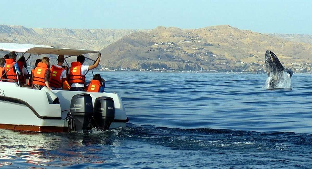From Punta Cana: Samana Bay Whale-Watching Cruise with Lunch - Logistics from Punta Cana: hotel pickup and timing reality