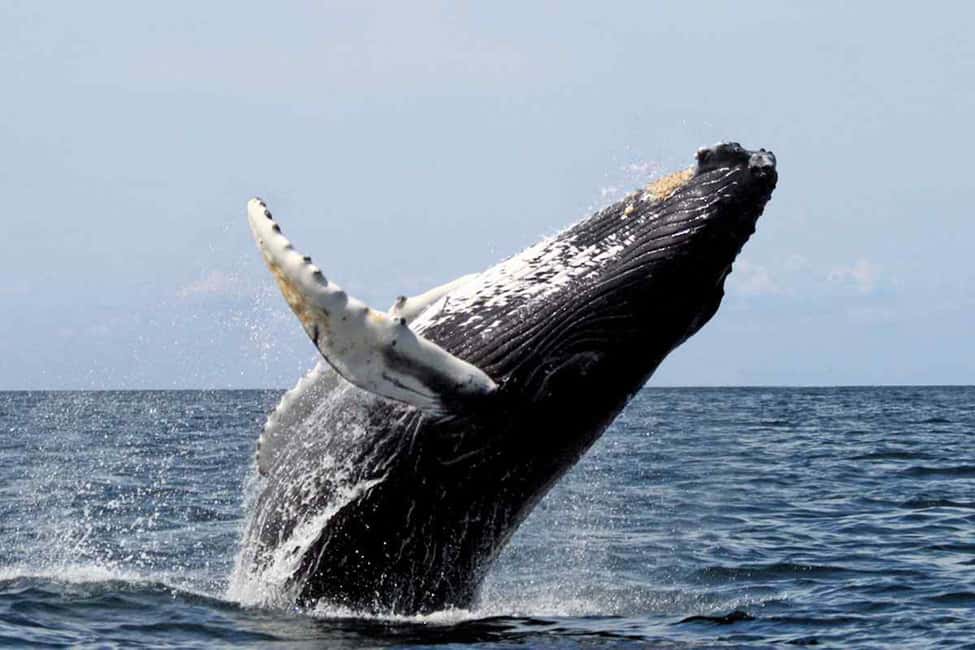From Punta Cana: Samana Bay Whale-Watching Cruise with Lunch - The price vs. what you actually get