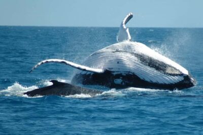 From Punta Cana: Sanctuary Whale Watching Day Trip - Sabana de La Mar Port: Where the Day Starts to Feel Real