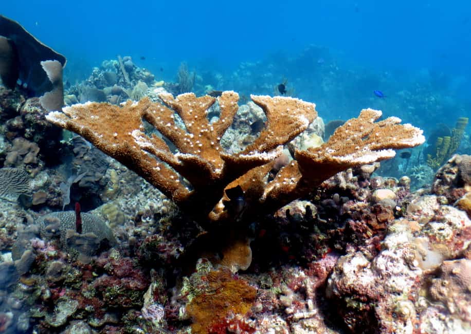 From Punta Cana: Small Group Catalina Island Snorkeling Tour - Catalina Island Snorkeling: What You’re Really Buying