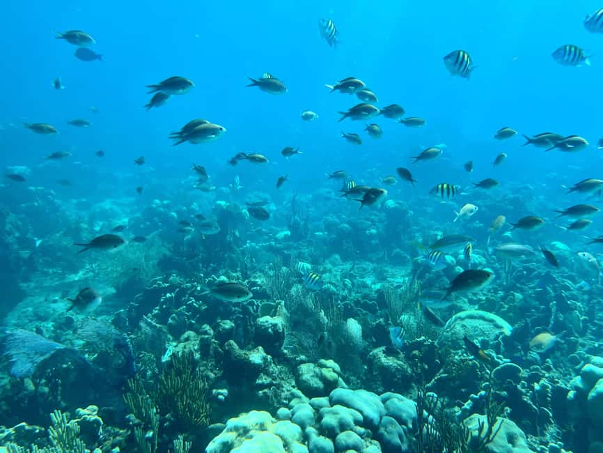 From Punta Cana: Small Group Catalina Island Snorkeling Tour - From Punta Cana to Bayahibe: The Van Ride That Sets the Tone
