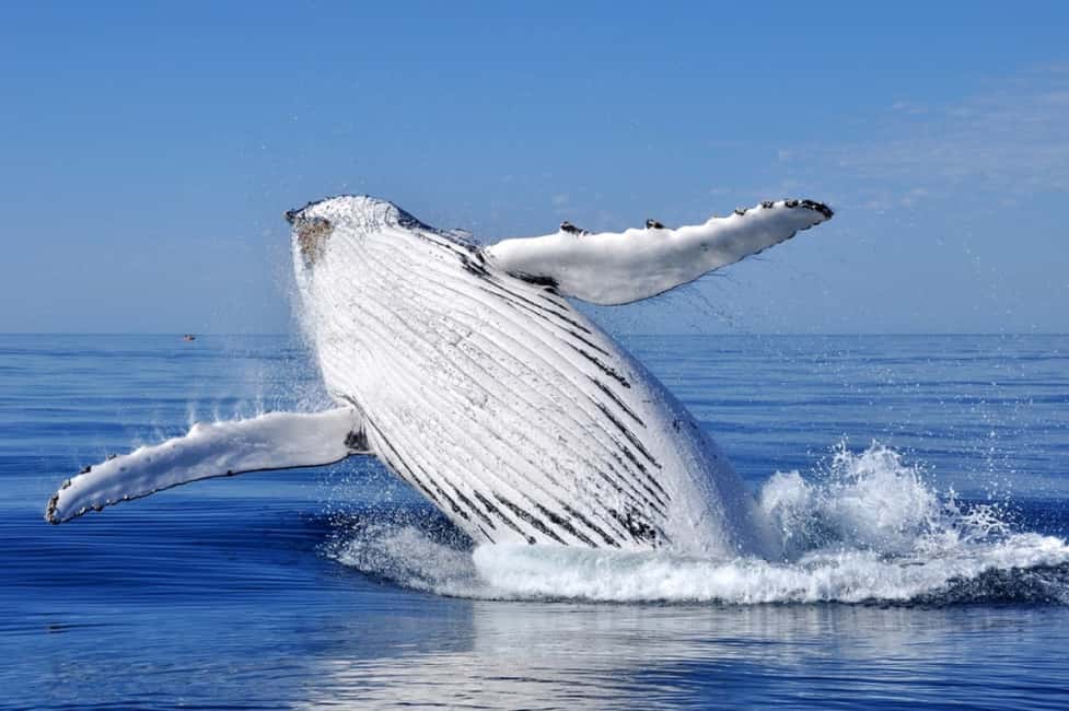 From Punta Cana: Whale Watching and Montana Redonda Tour - Quick hits before you go