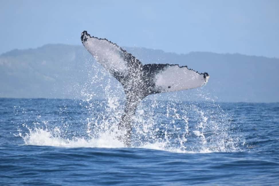 From Punta Cana: Whale Watching and Montana Redonda Tour - Who this trip suits (and who should skip it)