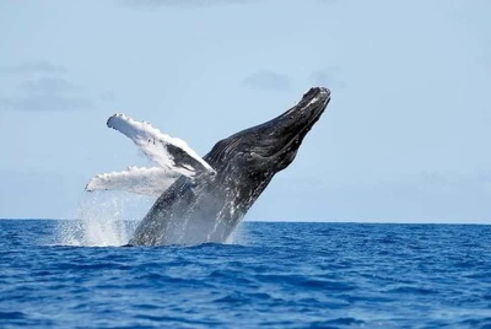From Punta Cana: Whale Watching and Montana Redonda Tour - The bus ride between the worlds: Miches to Montaña Redonda