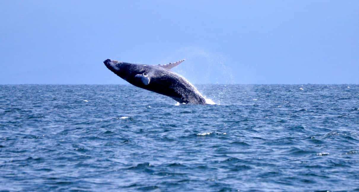 From Punta Cana: Whale Watching and Montana Redonda Tour - Montaña Redonda by safari truck: the ride that gets your attention
