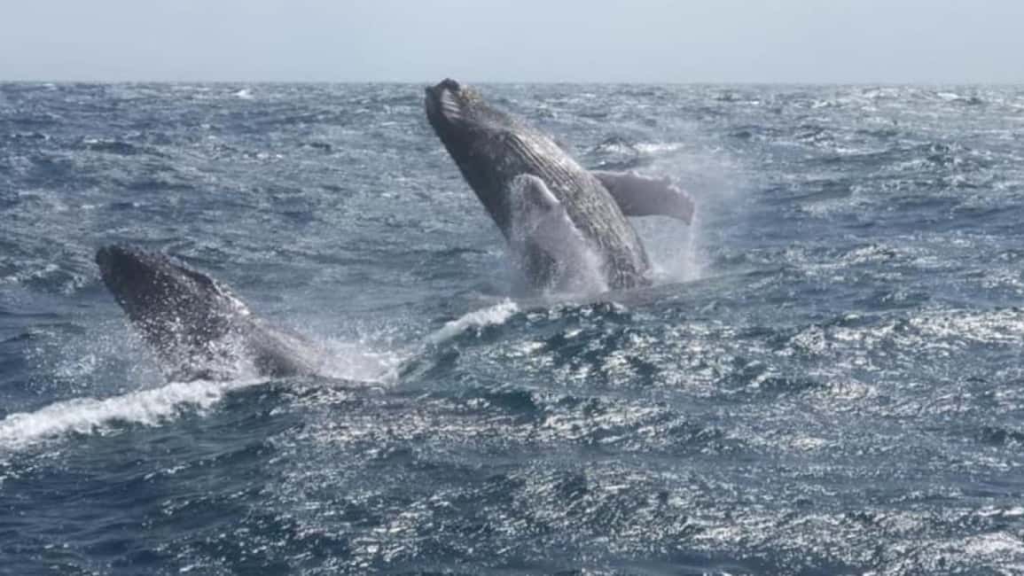 From Punta Cana: Whale Watching and Montana Redonda Tour - Value check: is $210 per person fair?