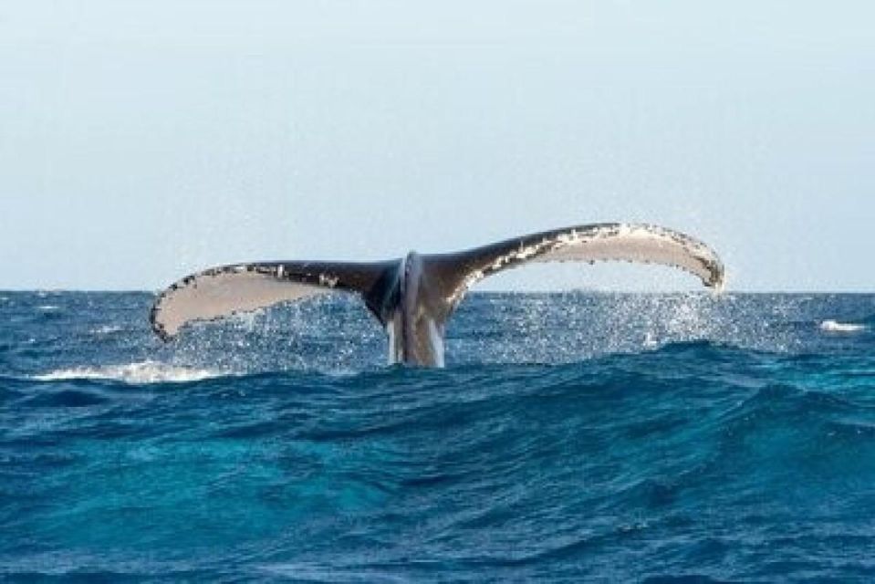 From Punta Cana: Whale Watching and Montana Redonda Tour - Language and guiding: how you get help spotting whales
