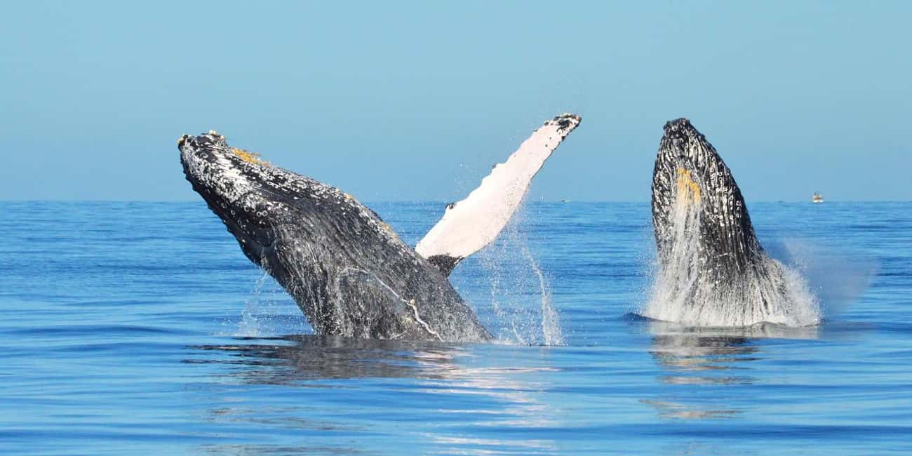 From Punta Canta: Whale Watching Cruise with Cayo Levantado - Key things I’d zero in on