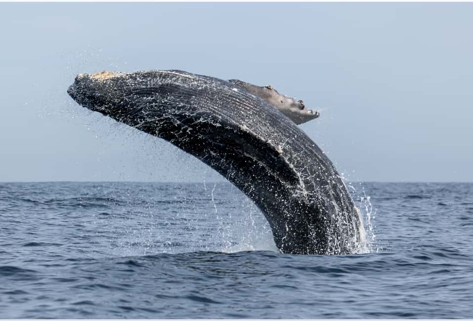 From Punta Canta: Whale Watching Cruise with Cayo Levantado - The ride from Punta Cana or Bayahibe to Samana