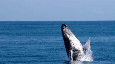 From Punta Canta: Whale Watching Cruise with Cayo Levantado - On the water: how whale watching works here (and what to do with uncertainty)