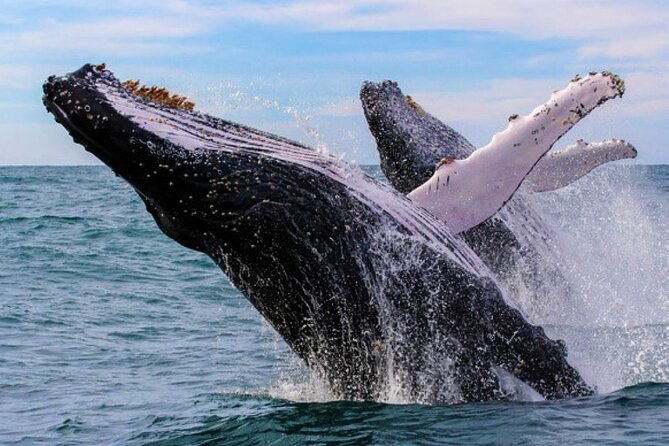 Full Day Bacardi Whale Watching - End Season March 30th - Key highlights you should know before you go
