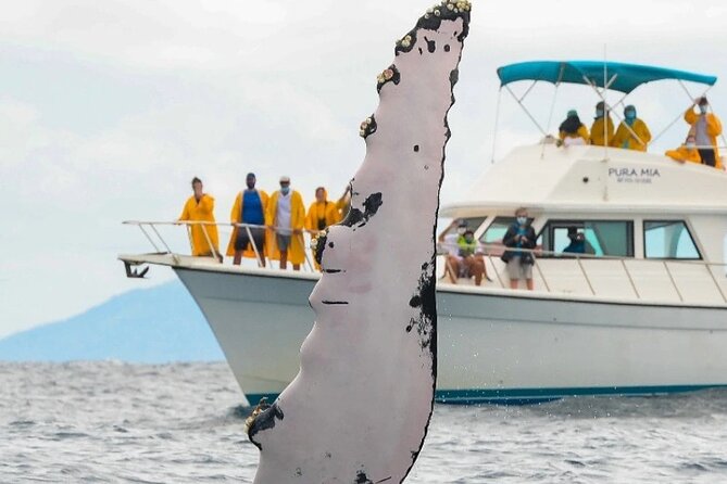 Full Day Bacardi Whale Watching - End Season March 30th - A One-Day Whale + Beach Combo in Samaná Bay