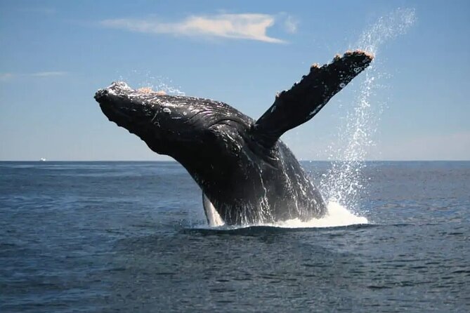 Full Day Bacardi Whale Watching - End Season March 30th - Cayo Levantado (Bacardi Island): lunch, swimming, and breathing room