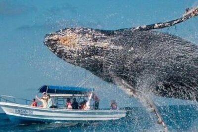 Full Day Bacardi Whale Watching - End Season March 30th - The Whale Sanctuary stop: your 45-minute viewing window